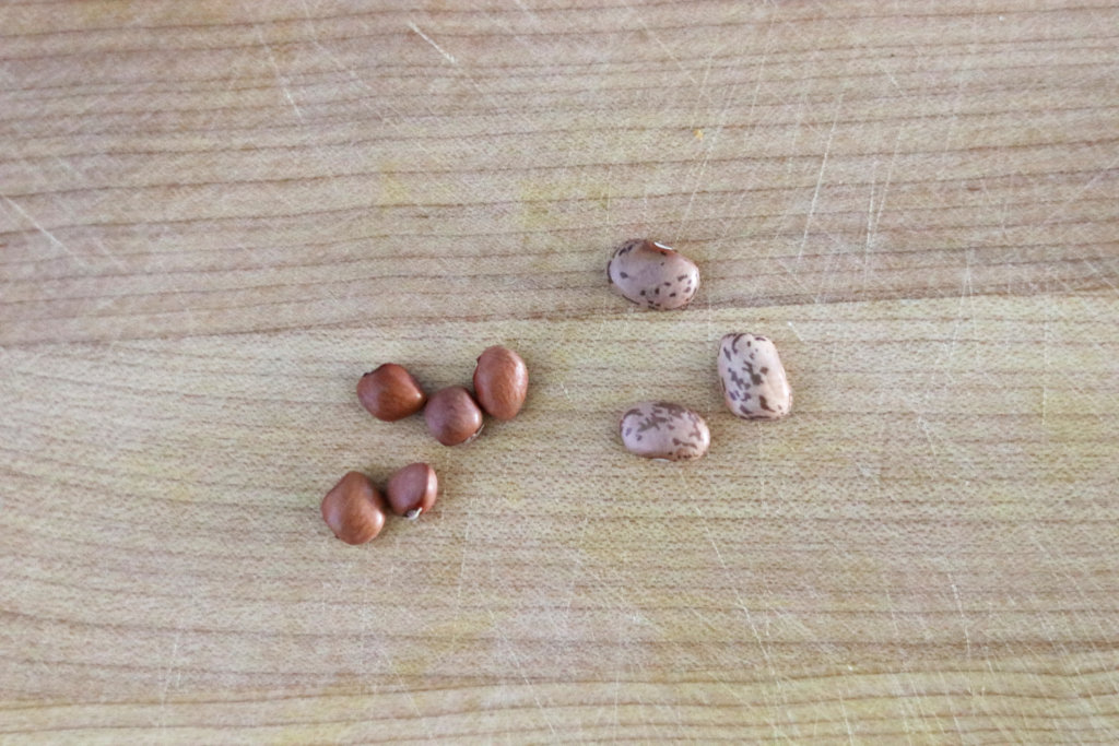 Comparison of pinto and pinquito bean size